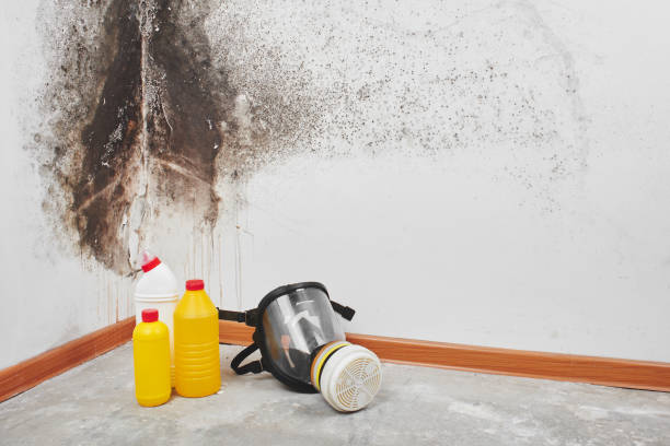 Best Fast Mold Removal  in Port Byron, IL