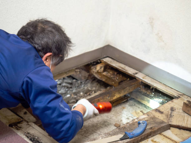 Best Affordable Mold Removal  in Port Byron, IL