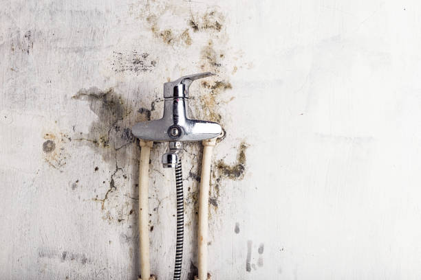 Best Certified Mold Removal  in Port Byron, IL