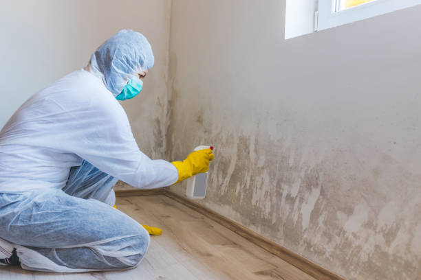 Best Mold Removal Process  in Port Byron, IL