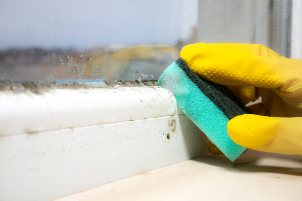 Mold Removal Process in Port Byron, IL