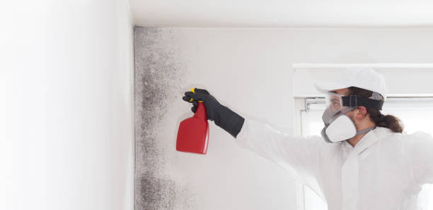 Best Emergency Mold Removal  in Port Byron, IL